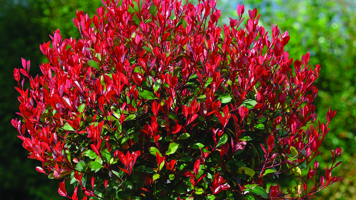 Photinia Red Robin